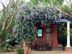 20130208-petrea1-Edit.jpg